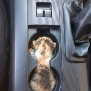 Catseat