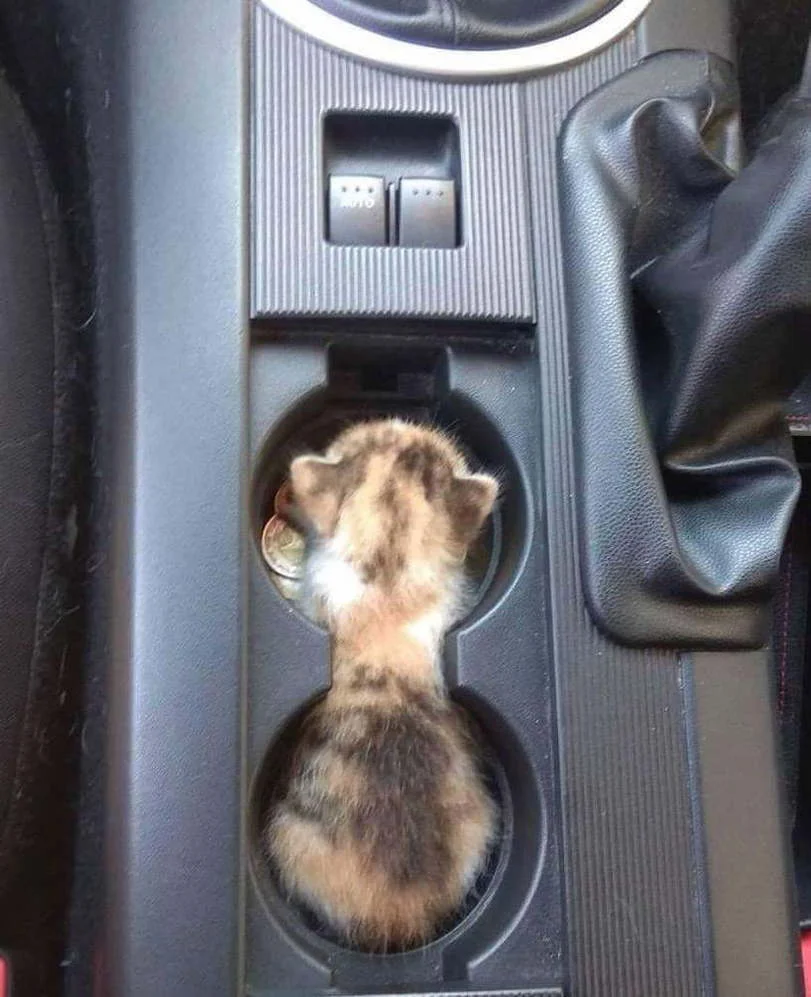 Catseat